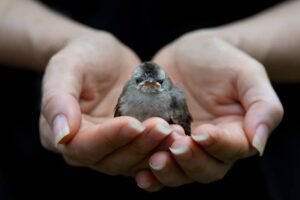 Which Bird Species Are Most in Need of Rescue?