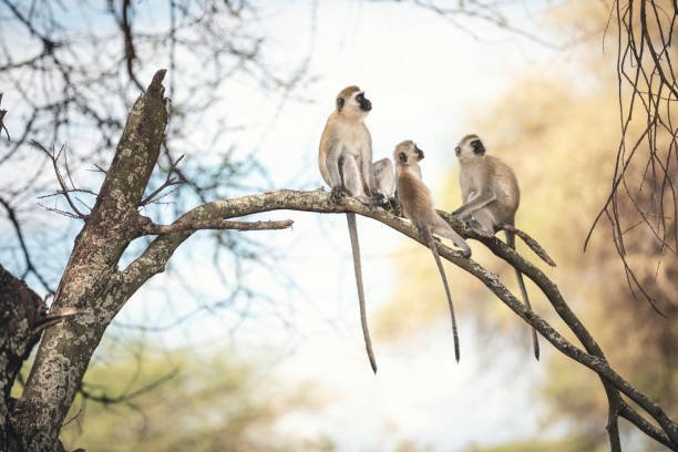 Which organizations are leading the way in monkey rescue efforts?