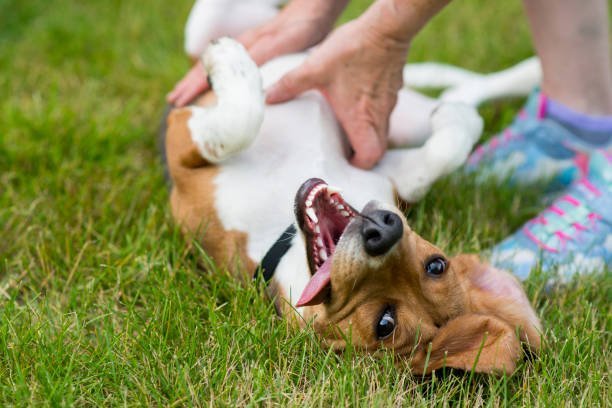 How can I donate to support dog rescue efforts?
