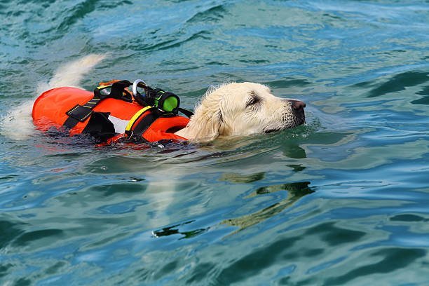 What are the benefits of fostering a dog for a rescue organization?