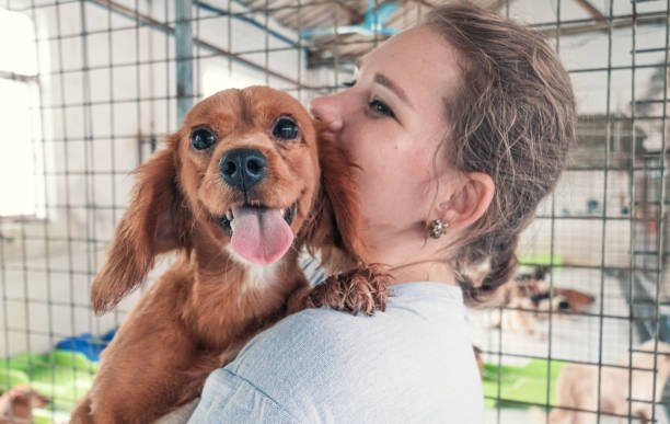 Which animal rescue techniques are most effective for wildlife rehabilitation?